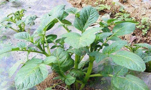 土豆种植与收获（掌握土豆种植技巧）