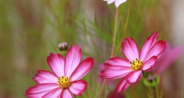 以向日葵的花语为主题的文章（阳光灿烂的向日葵）