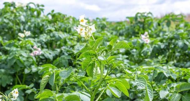 土豆种植月份详解（掌握合适的月份）