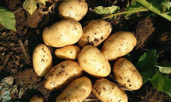 土豆浇肥料的正确方法（肥料选择攻略）