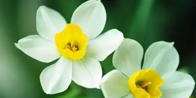离别花语的深意（百合花与离别的情感纠葛）