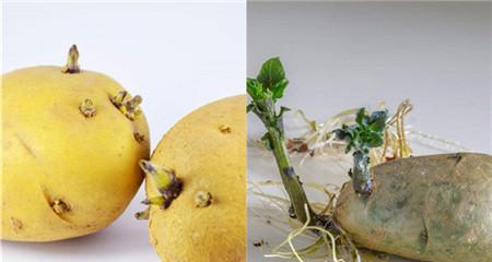 土豆可以带皮吃吗（探究土豆皮的营养价值及食用方法）