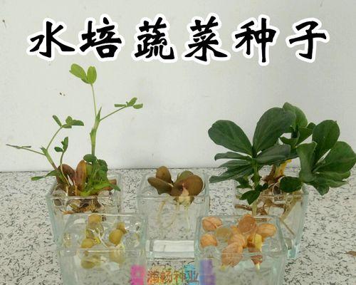 土豆水养能否成活（探究土豆水养的可行性与方法）