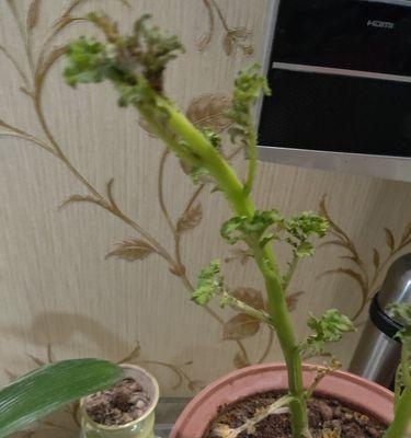 土豆水养能否成活（探究土豆水养的可行性与方法）