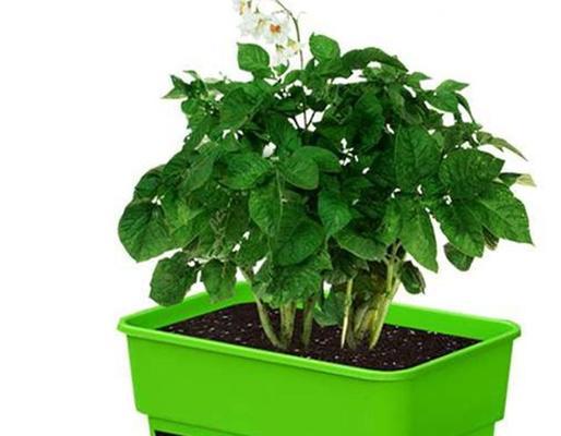 如何在花盆中种植土豆（从准备土壤到收获丰硕）