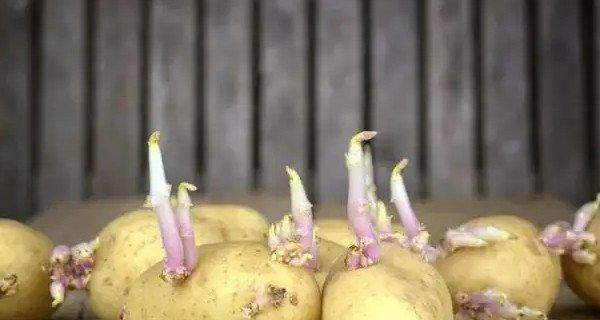 土豆没熟透也可食用（探究未熟土豆的食用方法）