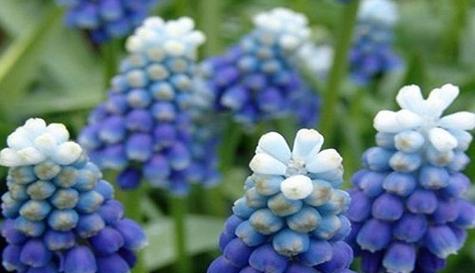 默默的爱——以白玫瑰花为主题的花语文章（传递无声的爱意）