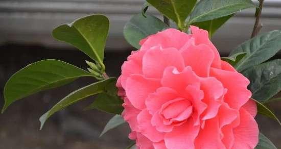 默默的爱——以白玫瑰花为主题的花语文章（传递无声的爱意）