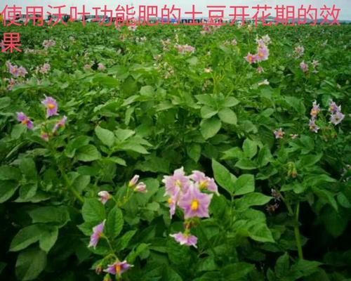 土豆皮的肥料利用价值（从厨余垃圾到有机肥）