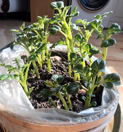 土豆的生长温度及关键因素探究（寻找土豆生长的最佳温度范围和关键因素）