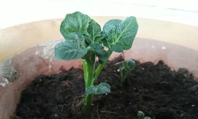 土豆的生长温度及关键因素探究（寻找土豆生长的最佳温度范围和关键因素）