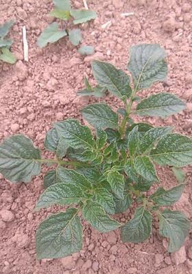 土豆的生长温度及关键因素探究（寻找土豆生长的最佳温度范围和关键因素）