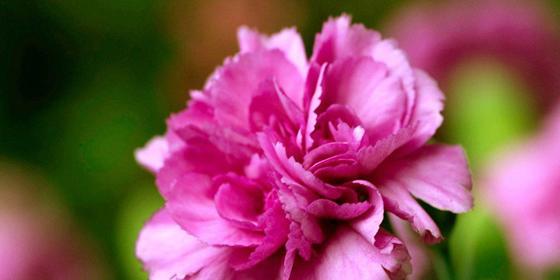 唯一之花（百合花的花语揭示你是我的唯一之谜）