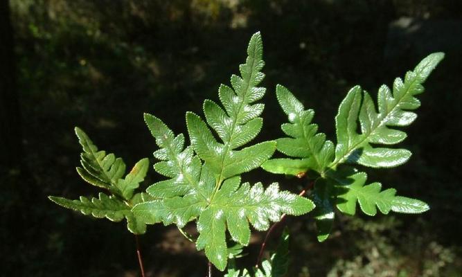 土豆是单子叶植物吗？——揭开土豆真面目