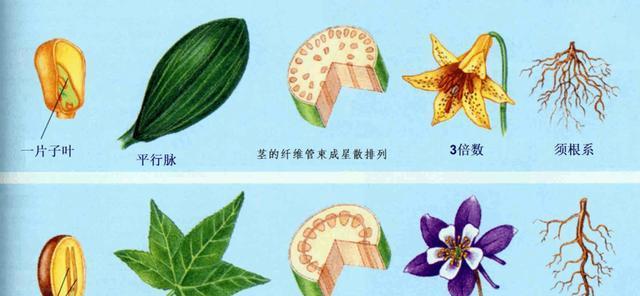 土豆是单子叶植物吗？——揭开土豆真面目