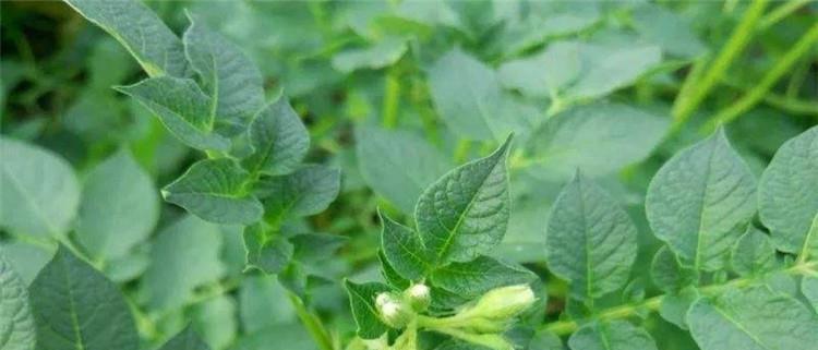探究土豆的根系类型（揭秘土豆的根系构造与生长特点）