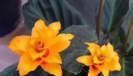 以百合花的花语为主题，探索奇迹的力量（通过百合花语诠释奇迹背后的力量与意义）
