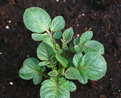 探究土豆的种植、养护和营养价值（探究土豆的种植）