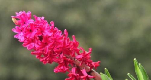 牵挂之花——勿忘我（用勿忘我表达深深的思念）