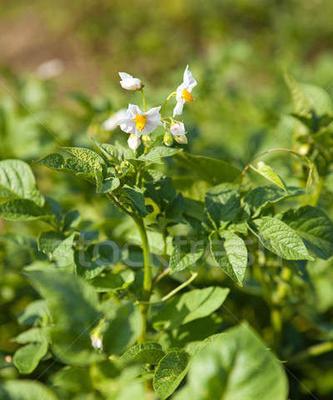 探究土豆的种植、养护和营养价值（探究土豆的种植）