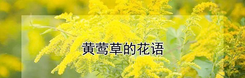 前程似锦的花语之秋菊（秋菊花语的寓意和象征）