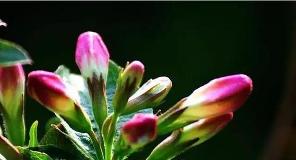 前程似锦的花语之秋菊（秋菊花语的寓意和象征）