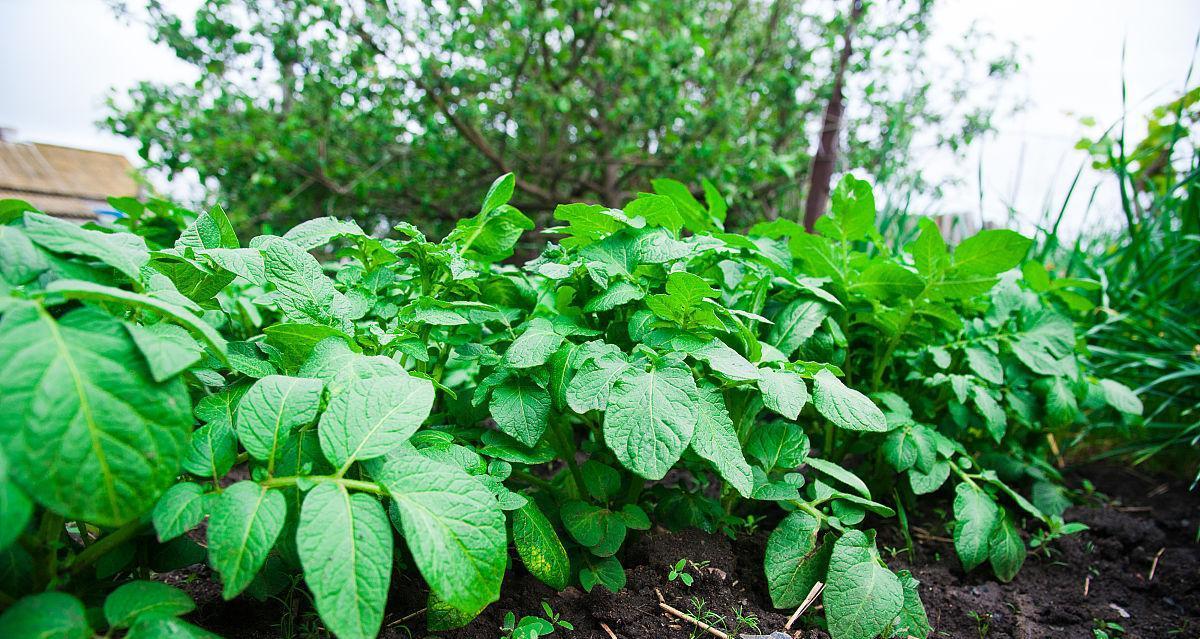 土豆的分类与特征探究（揭秘土豆的植物属性及相关知识）