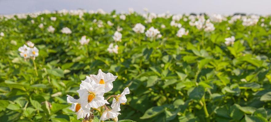 土豆的分类与特征探究（揭秘土豆的植物属性及相关知识）