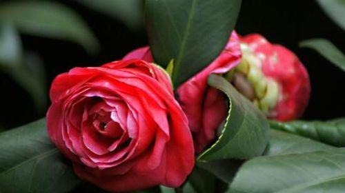 请爱我吧——以玫瑰花为主题的花语文章（向心之花）