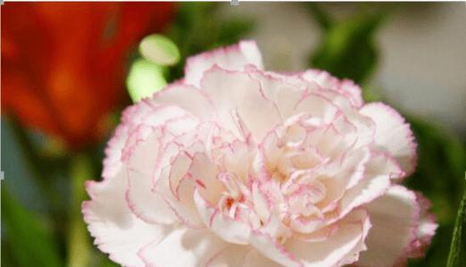 请爱我吧——以玫瑰花为主题的花语文章（向心之花）
