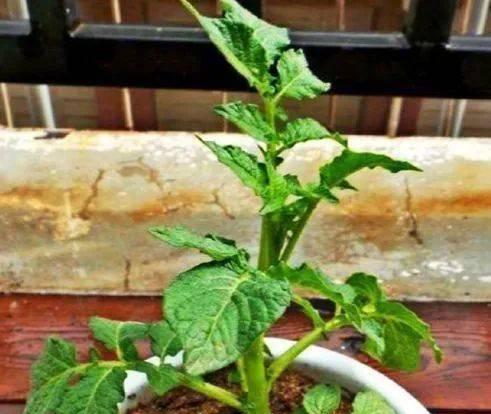 土豆种植，选择水培还是土培（探讨土豆种植的优缺点）