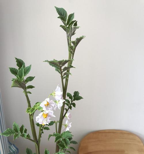 土豆种植，选择水培还是土培（探讨土豆种植的优缺点）