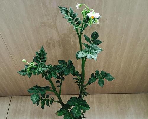 土豆种植，选择水培还是土培（探讨土豆种植的优缺点）