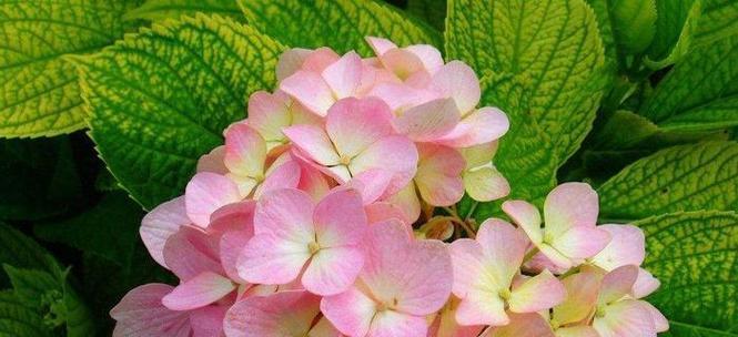 用百合花语诠释守护的爱（以纯洁和永恒的百合花传递守护的爱）