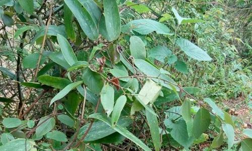 探寻土茯苓的生长周期（从种植到采收）