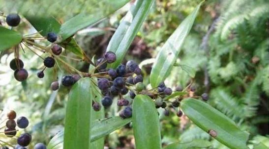 探寻土茯苓的生长周期（从种植到采收）