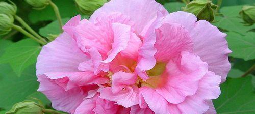 团圆美满之花——桃花（桃花之花语象征的团圆美满与幸福生活）