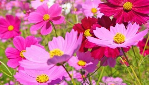 以玫瑰花的花语为主题的顽强精神（挑战困难）
