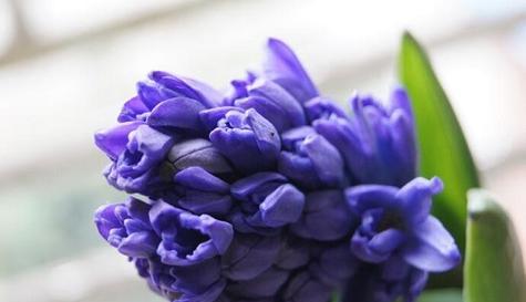 以郁金香花语挽留爱情的美好（郁金香花语的意义和挽留爱情的方法）