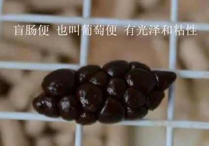 兔子粪便可以成为有机肥料的优势（养兔子除了肉和毛）