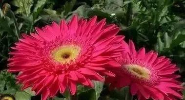 花开忘记过去（以遗忘之花述说前方）