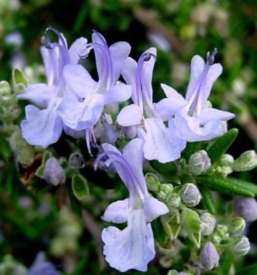 忘记我——以紫丁香花的花语为主题的文章（永远的遗忘）