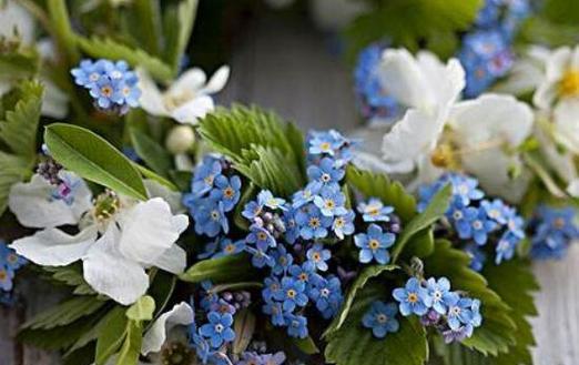 忘记我——以紫丁香花的花语为主题的文章（永远的遗忘）