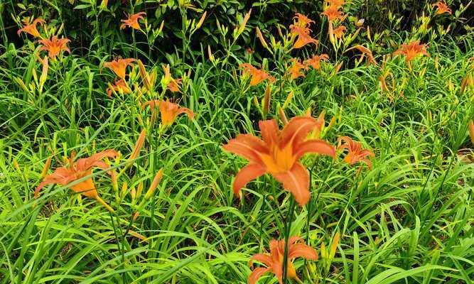 忘记我——以紫丁香花的花语为主题的文章（永远的遗忘）