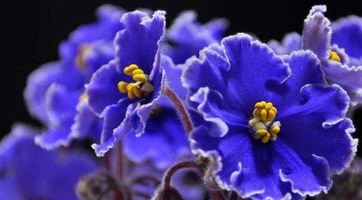 用玫瑰花语表达我爱你（浪漫告白的玫瑰花语与意义）
