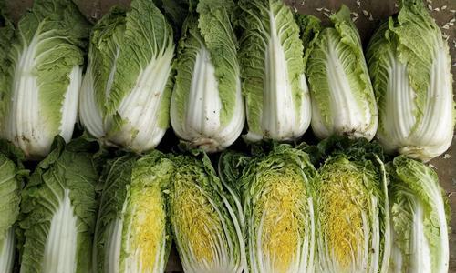 挑选娃娃菜，这些品种最好（一份详细的娃娃菜品种指南）