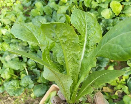 娃娃菜种植全指南（了解播种时间）