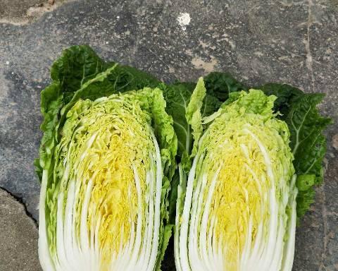 娃娃菜是什么（娃娃菜到底是不是白菜心）