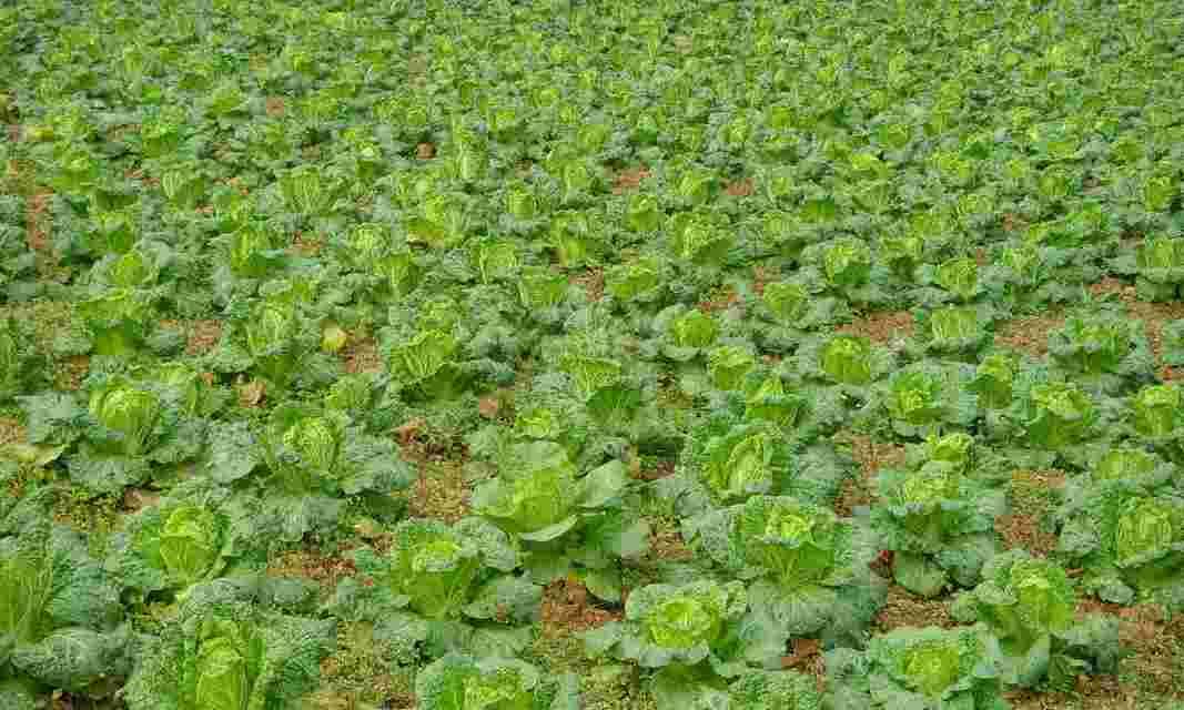 娃娃菜种植全攻略（从时间、方法到注意事项）