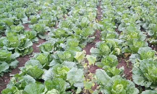 娃娃菜种植全攻略（从时间、方法到注意事项）
